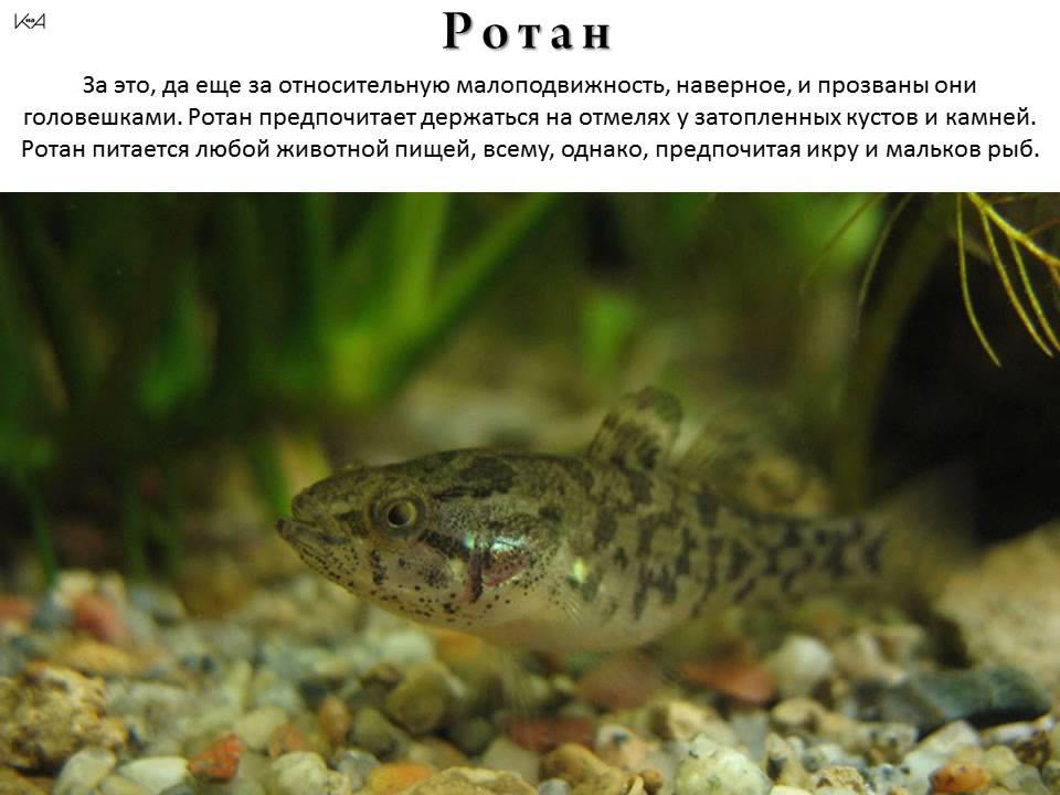 Фото и описание рыбы Ротан.
