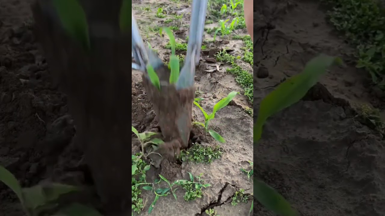 Manual Seedling Transplanter
