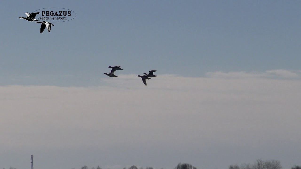 Caccia primaverile in Bielorussia ad acquatici ed oche con Davini