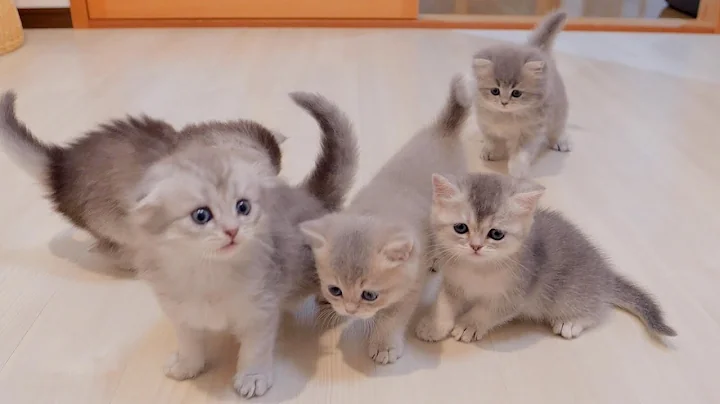 Video 10561111: scottish fold british shorthair, cat scottish fold british, fold british shorthair cute, scottish fold cat meowing, scottish fold cat kitten, kitten meowing loudly, home meow