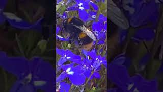 #shorts #bumblebee