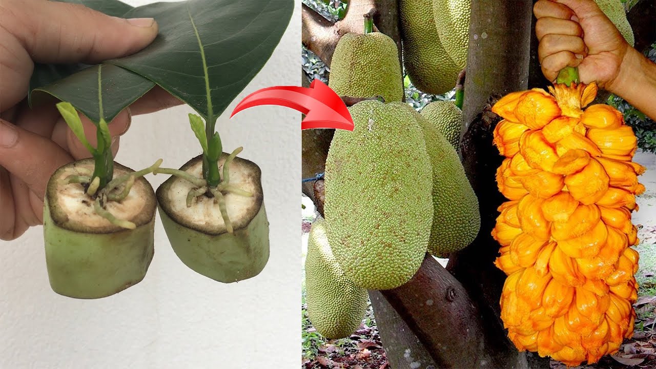 The technique of multiplying jackfruit with leaves and green bananas is