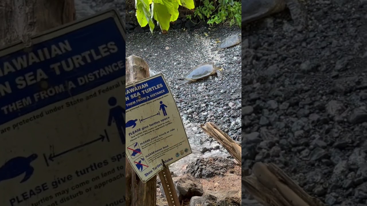 Chang’s beach aka Mākena Landing Park!