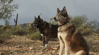 Wolves in White Tank Mountains