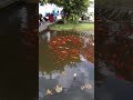 Рыба в фонтане