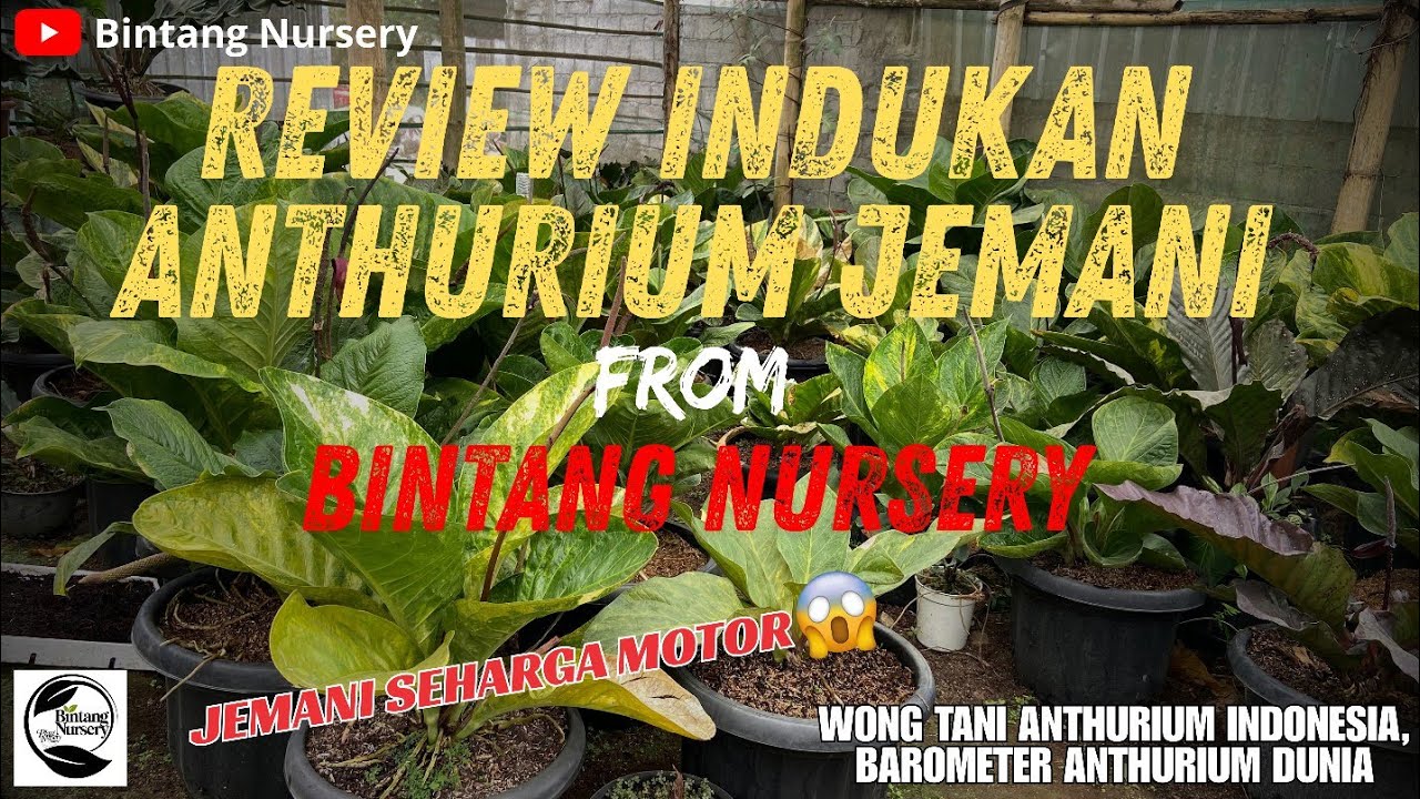 REVIEW ANTHURIUM JEMANI INDUKAN DARI BINTANG NURSERY | ANTHURIUM JEMANI SEHARGA MOTOR⁉️ - BANDUNGAN