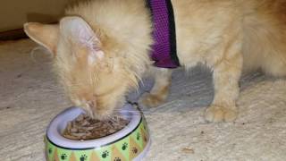 Wi-Fi Day After Emergency Foot Surgery