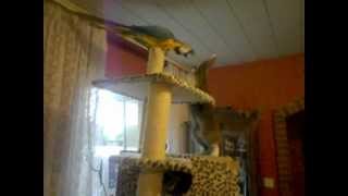 blue and gold macaw and cats +++ Gelbbrustara und junge Katzen