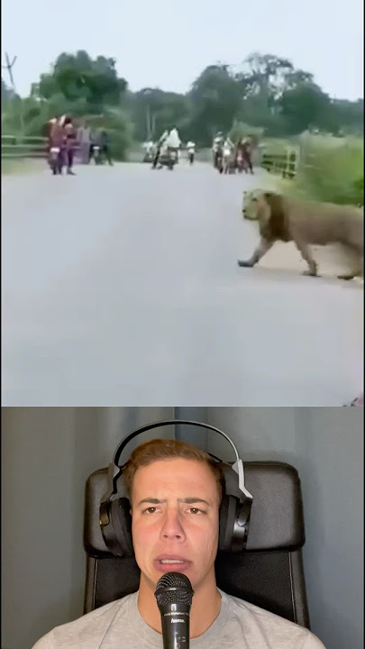 Strong Lion Crossing The Street in Natural Reserve in India - Via lion.india
