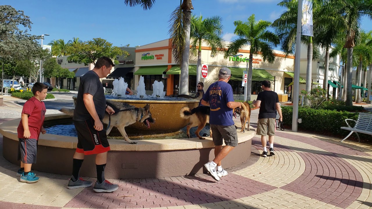 Dog Training Coconut Creek Promenade YouTube