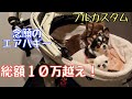 2ヶ月待ち！フルカスタムエアバギー届いた！【チワワ】【犬】【dog】【chihuahua】【多頭飼い】