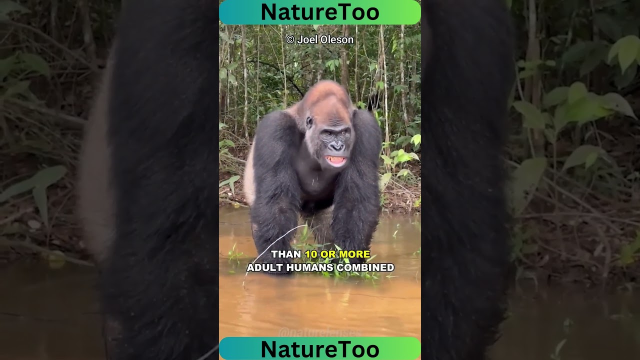 How Strong Is A Gorilla 