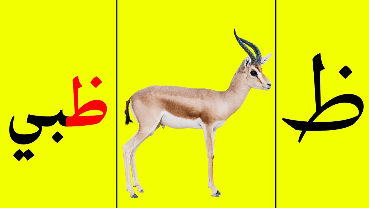 رحلة مع حرف الظاء (ظ) في اول ووسط وآخر الكلمه ( ظبي - مظلة - حفظ) - YouTube