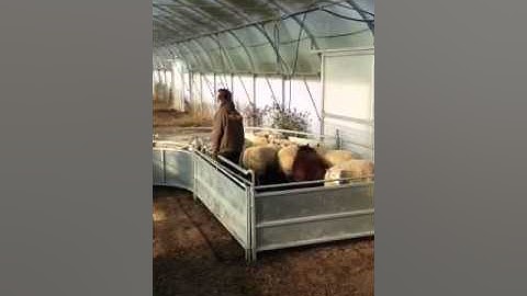 Schapen sorteren met ADS van Litams