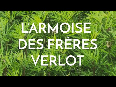 Vidéo: Contrôle de l'armoise - Comment tuer les plantes d'armoise