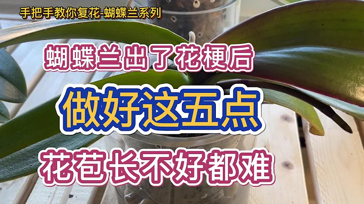 手把手教你复花-蝴蝶兰-蝴蝶兰出花梗后做好这五点花苞长不好都难 - 天天要闻