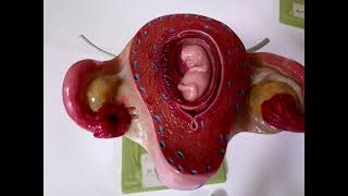 Embriyoloji Uygulaması Fetal Dönem Uygulama Dersi