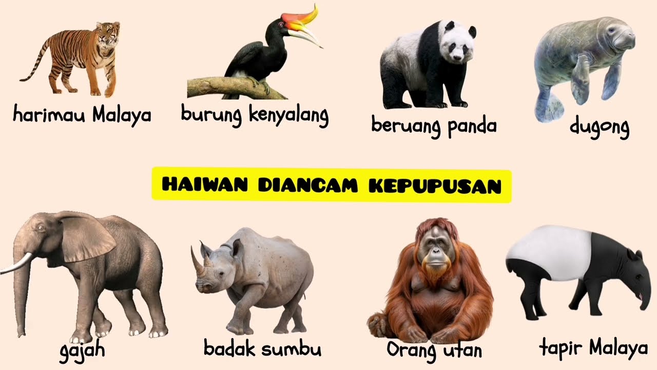 SAINS TAHUN 6 : PEMELIHARAAN DAN PEMULIHARAAN (Haiwan dan Tumbuhan yang Diancam Kepupusan)