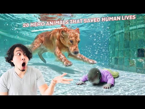 20 HERO ANIMALS THAT SAVED HUMAN LIVES