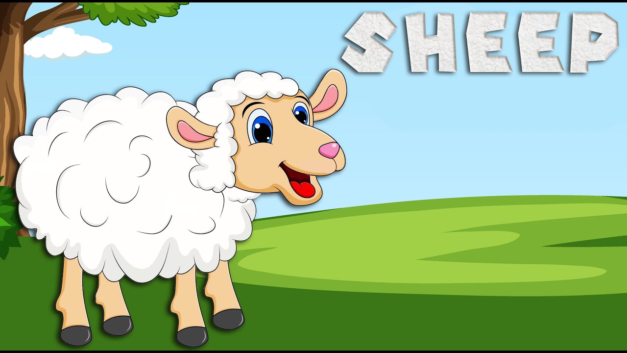 Sheep Song for Kids Learn all about sheeps Animal Songs for Kids 