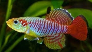 Rekomendasi Jenis Ikan Hias Killifish Yang Banyak Di Pelihara Di Aquascape
