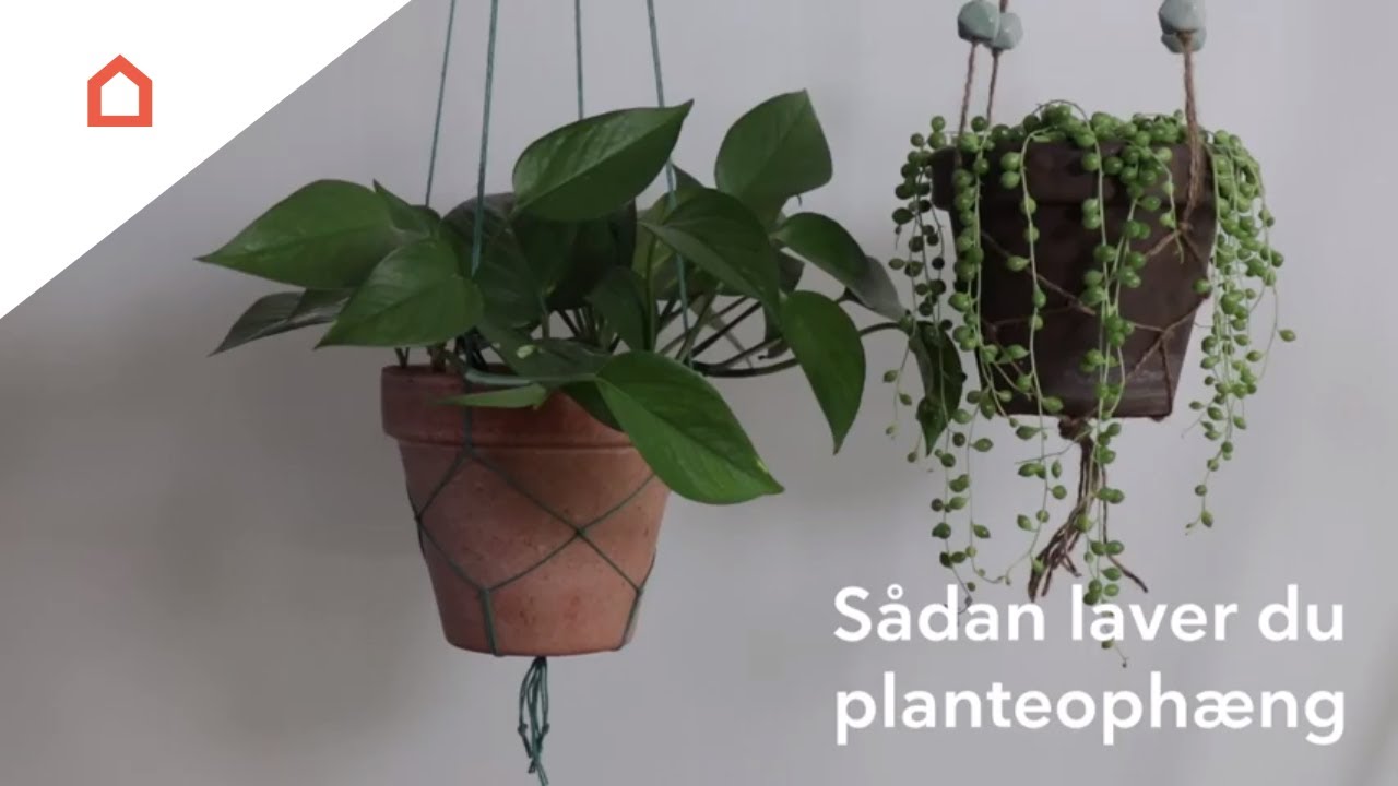 Hængeplanter | 5 potteplanter, der kan indendørs