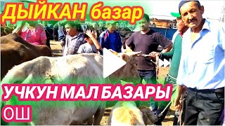 Учкун мал базары 2021 ДЫЙКАНДАРды тарттык