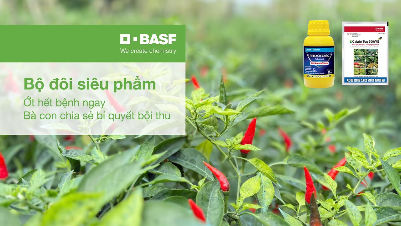 🌶️ Ớt mùa mưa – đã có “bộ đôi vàng - Cabrio® Top 600WG & Priaxor® 500SC” bảo vệ từ lá đến trái! 🌶️