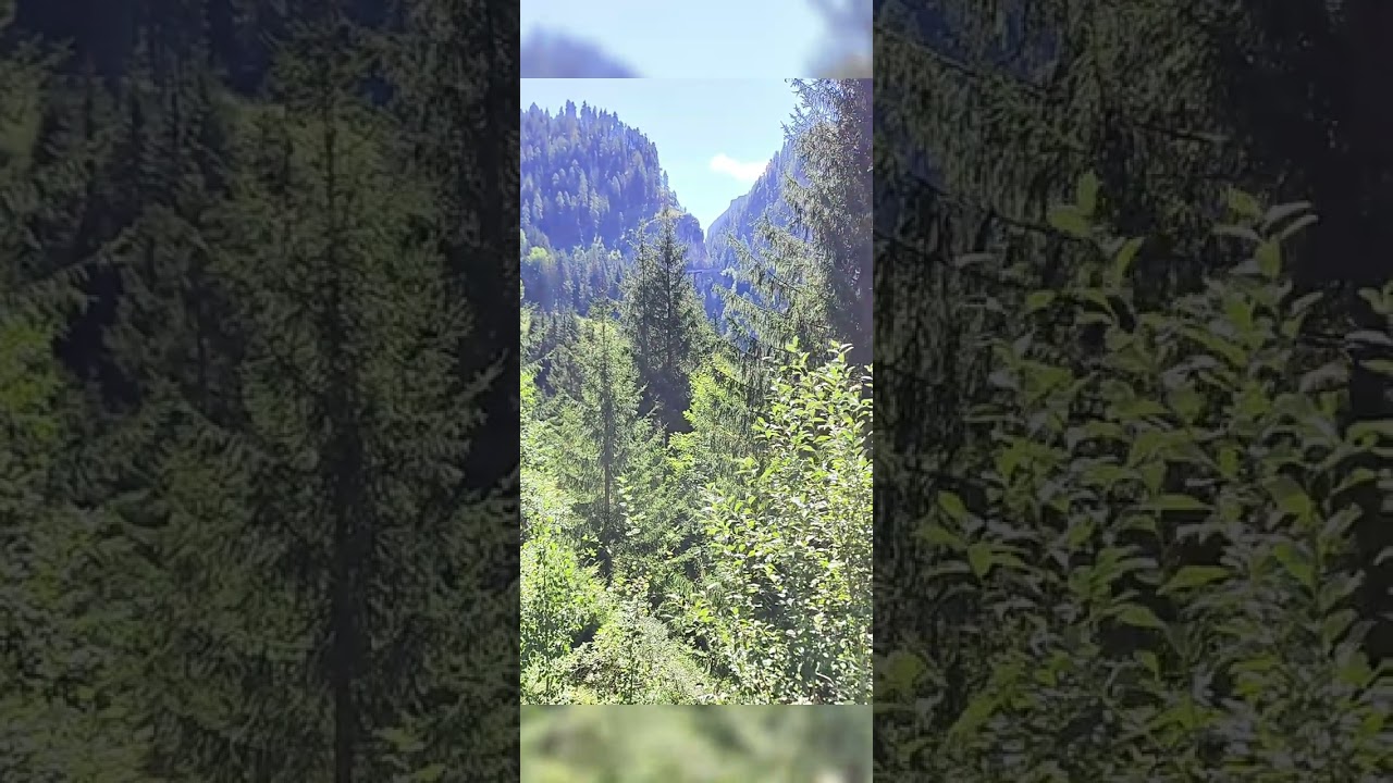 Albula