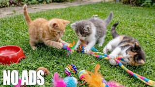 12 Hours Of Peaceful Sleep Music for Cats 😻 Soft Ambient Vibes for Cats & Anxiety Relief 🎶 No Ads screenshot 5