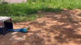 Macaw Release