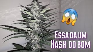 Maconha Roxa já viu ? CUPOM10%OFF GROW POWER CULTIVO INDOOR CANNABIS KIT ESTUFA CANNABIS LED