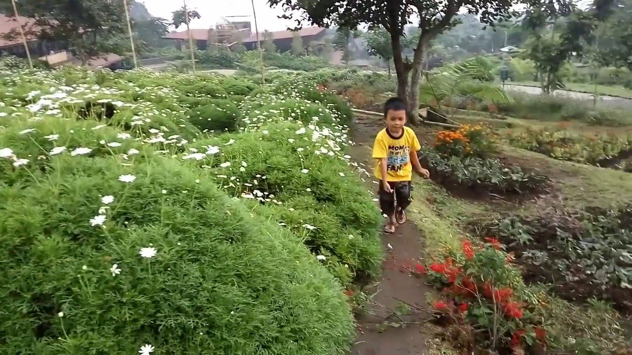  Taman  Bunga  di Dusun Bambu Bandung  YouTube