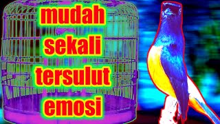 GAK NUNGGU LAMA!! CUKUP 5 DETIK Murai apapun seketika jadi ikut gacor nyaut emosi
