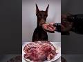 Doberman Wild Feast  Horse Meat Chicken Neck Rabbit Head😳🐕 | ASMR Dog ”#dogshorts