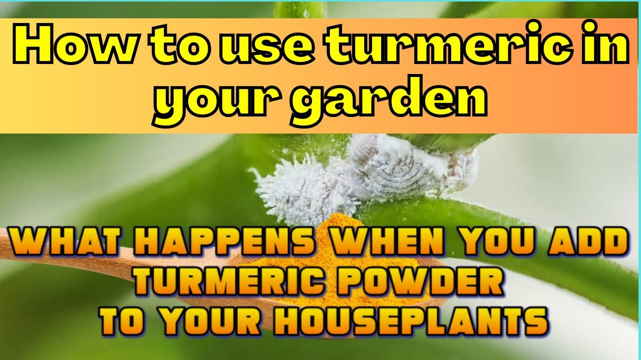 How to use turmeric in your garden? What happens when you add turmeric ...