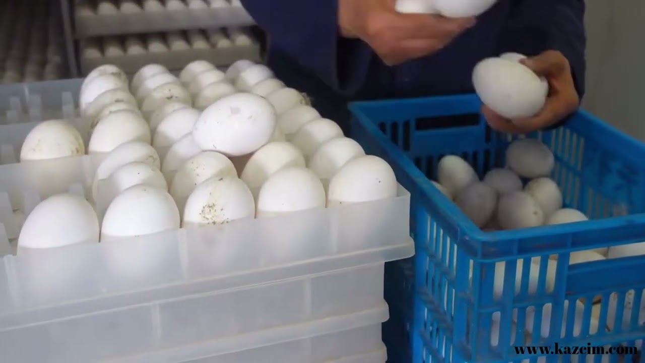 Kaz Çiftliği kurmak başlangıç 1 