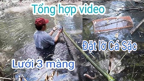 Video tổng hợp giăng lưới 3 màng, đặt lờ Cá Sặc miền quê và cái kết