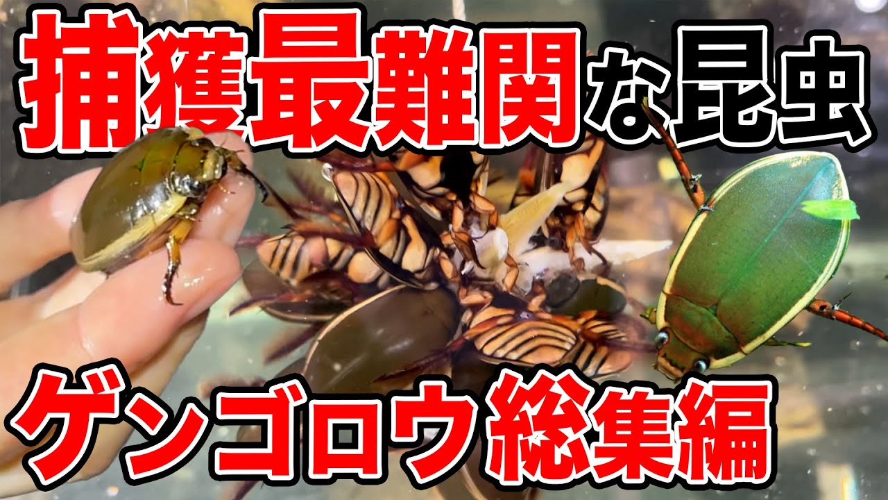 【激レア】採集家の憧れゲンゴロウ総集編