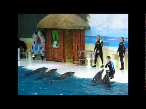 Dubai Dolphinarium Show