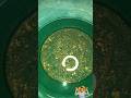 How to clean your gold #gold #goldmelt #goldscrap #goldmelting #fyp #coalmi