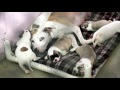 Tamarac to repeal pitbull registry