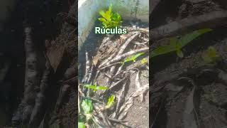 #benção#rucula #quality