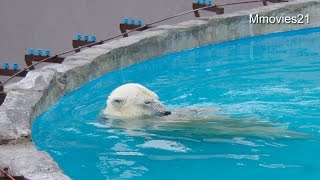 まさかのコース変更？それとも気まぐれ？ララの背泳ぎ~Polar Bear
