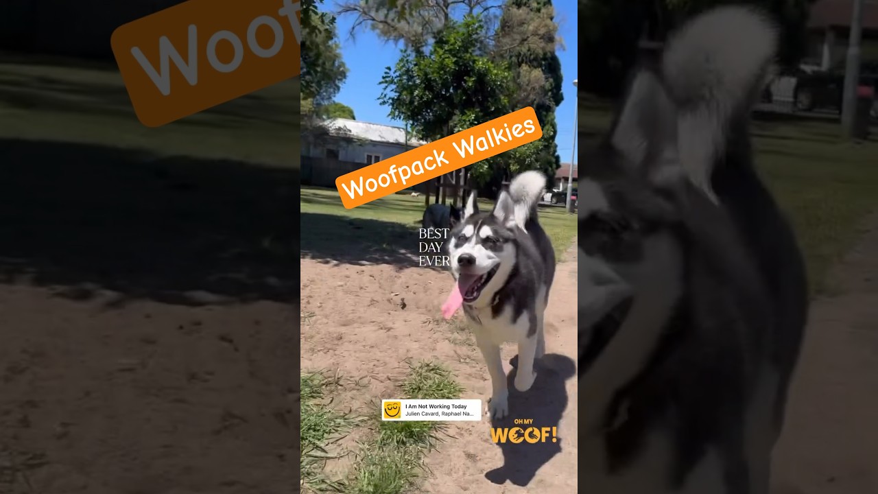 Love seeing them so happy 🥹🐕💖 