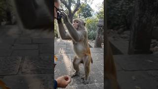 Monkeys unexpected reaction on JAIHANUMAN🤯 #hanuman #hanumanji #monkey #vlog #shorts