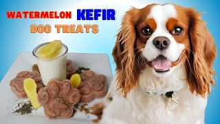 Easy Frozen Watermelon Kefir Dog Treats: GutHappy Probiotics for Cavaliers & Dogs!