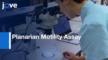 Planarian Motility Assay to Analyse Biomodulating Properties of NPs | Protocol Preview