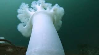 Freediving Three Tree Point, WA