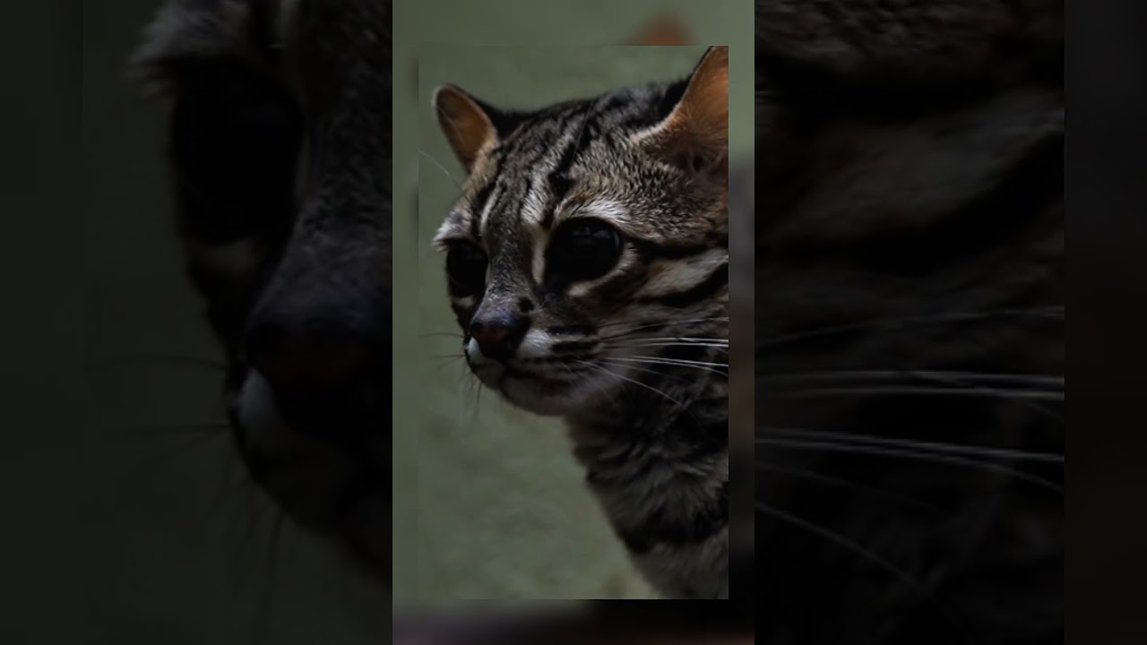 ‎Rare Animals Rarely Captured on Camera – The Margay!